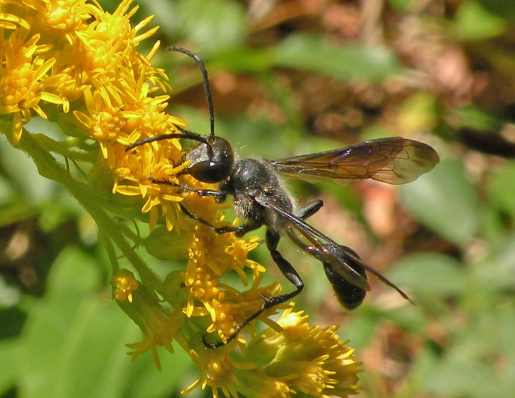 Conferma per Isodontia mexicana?